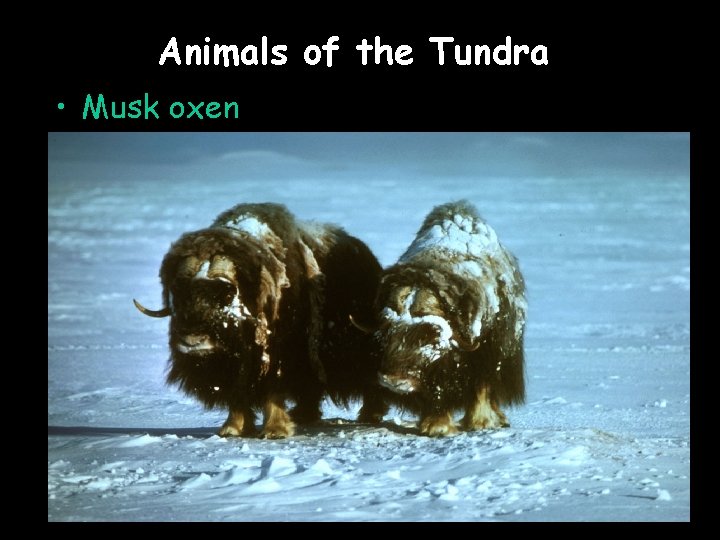 Animals of the Tundra • Musk oxen 