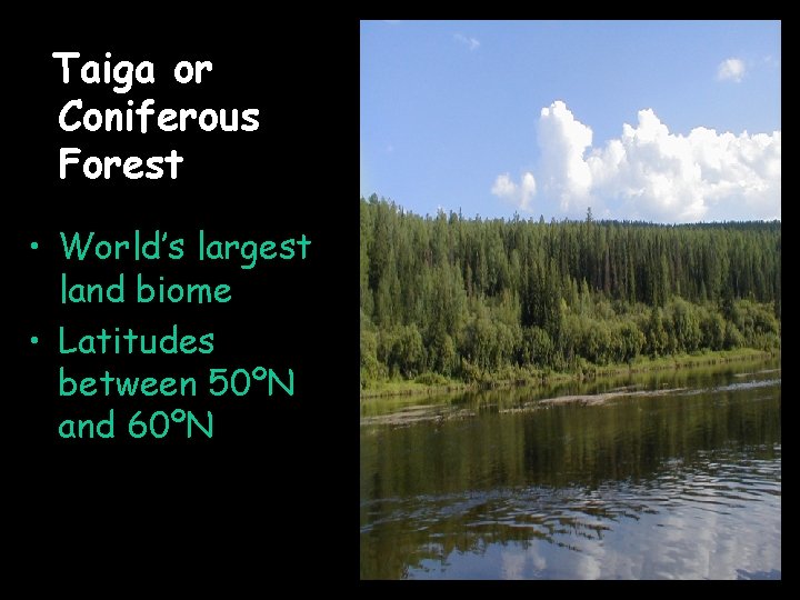 Taiga or Coniferous Forest • World’s largest land biome • Latitudes between 50ºN and