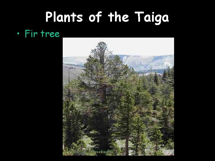 Plants of the Taiga • Fir tree 