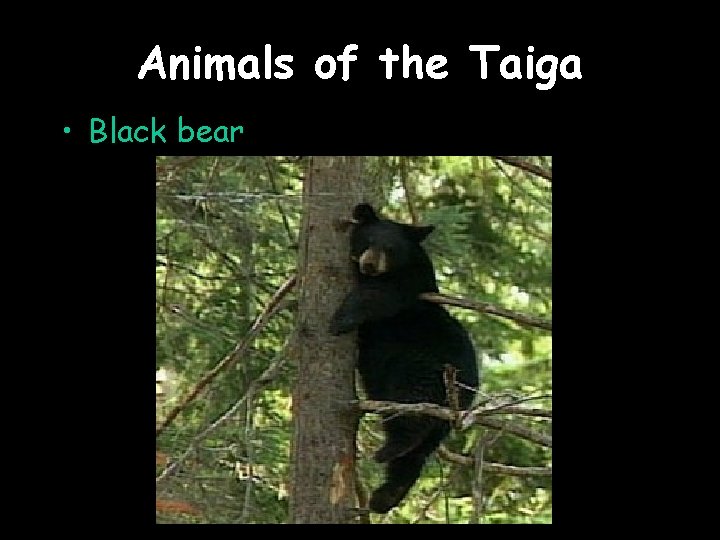 Animals of the Taiga • Black bear 