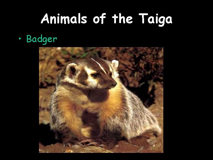 Animals of the Taiga • Badger 