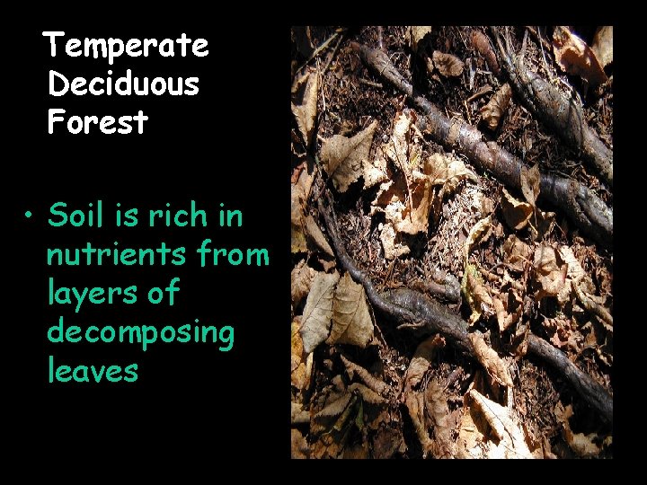 Temperate Deciduous Forest • Soil is rich in nutrients from layers of decomposing leaves
