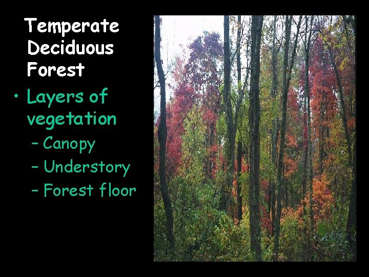 Temperate Deciduous Forest • Layers of vegetation – Canopy – Understory – Forest floor
