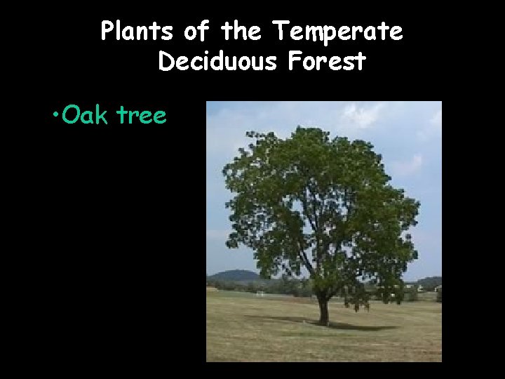 Plants of the Temperate Deciduous Forest • Oak tree 