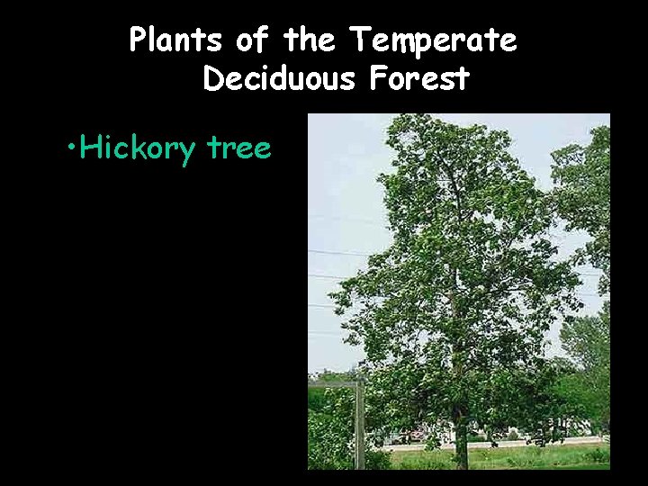 Plants of the Temperate Deciduous Forest • Hickory tree 