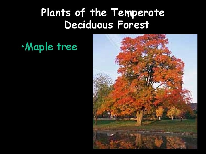 Plants of the Temperate Deciduous Forest • Maple tree 