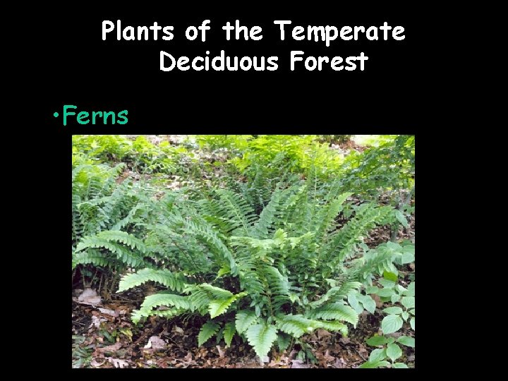 Plants of the Temperate Deciduous Forest • Ferns 
