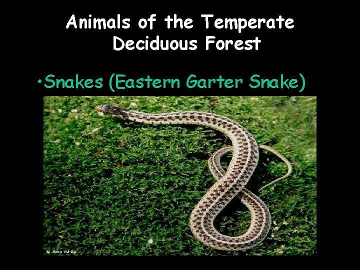 Animals of the Temperate Deciduous Forest • Snakes (Eastern Garter Snake) 