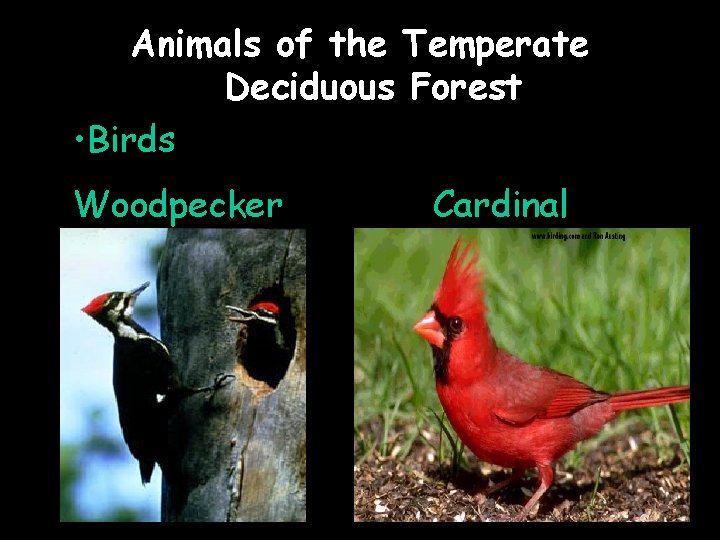 Animals of the Temperate Deciduous Forest • Birds Woodpecker Cardinal 