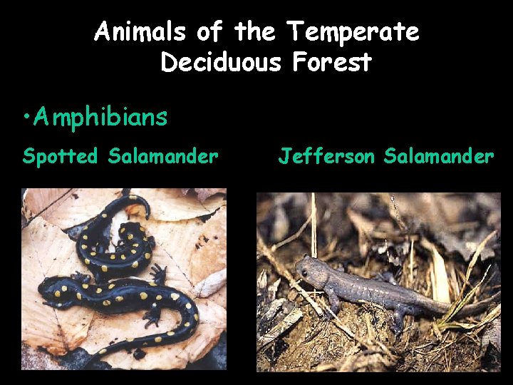 Animals of the Temperate Deciduous Forest • Amphibians Spotted Salamander Jefferson Salamander 
