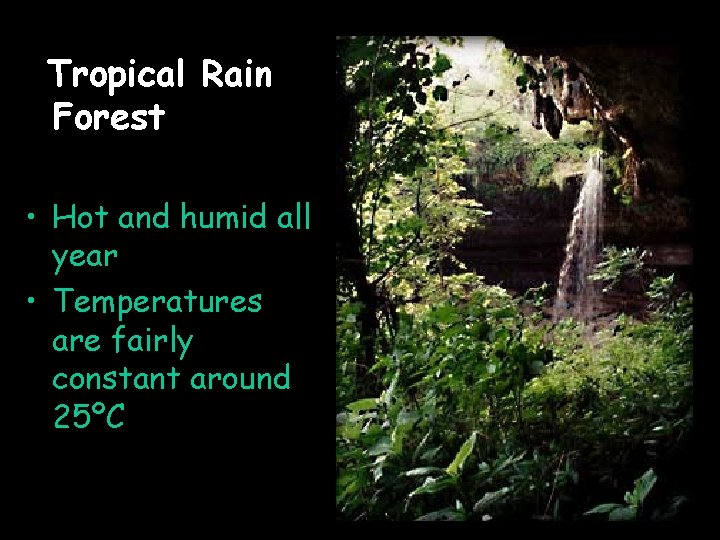 Tropical Rain Forest • Hot and humid all year • Temperatures are fairly constant