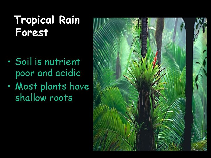 Tropical Rain Forest • Soil is nutrient poor and acidic • Most plants have