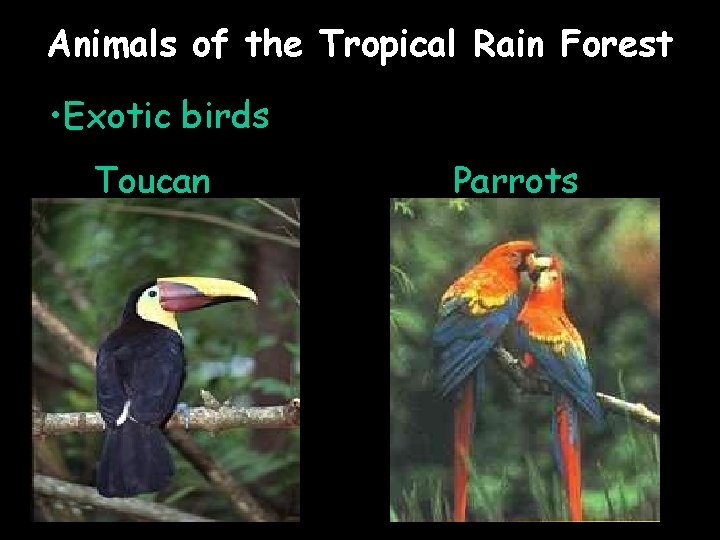 Animals of the Tropical Rain Forest • Exotic birds Toucan Parrots 