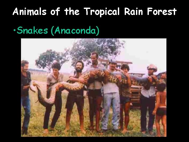 Animals of the Tropical Rain Forest • Snakes (Anaconda) 