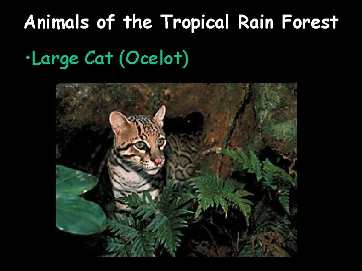 Animals of the Tropical Rain Forest • Large Cat (Ocelot) 