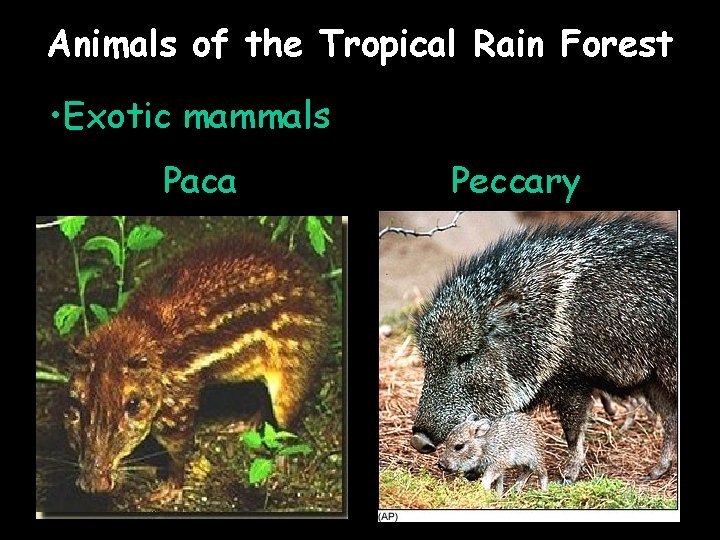 Animals of the Tropical Rain Forest • Exotic mammals Paca Peccary 