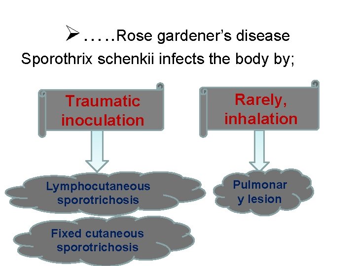 Ø…. . Rose gardener’s disease Sporothrix schenkii infects the body by; Traumatic inoculation Lymphocutaneous