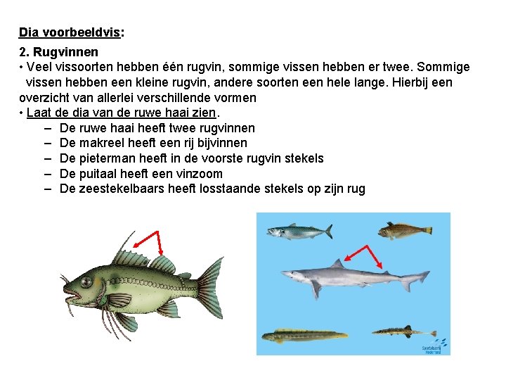 Dia voorbeeldvis: 2. Rugvinnen • Veel vissoorten hebben één rugvin, sommige vissen hebben er