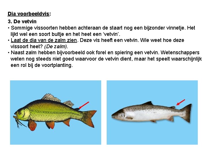 Dia voorbeeldvis: 3. De vetvin • Sommige vissoorten hebben achteraan de staart nog een