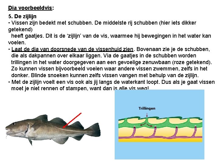 Dia voorbeeldvis: 5. De zijlijn • Vissen zijn bedekt met schubben. De middelste rij