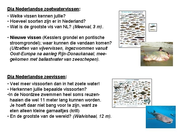 Dia Nederlandse zoetwatervissen: • Welke vissen kennen jullie? • Hoeveel soorten zijn er in
