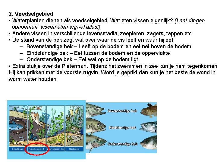 2. Voedselgebied • Waterplanten dienen als voedselgebied. Wat eten vissen eigenlijk? (Laat dingen opnoemen;