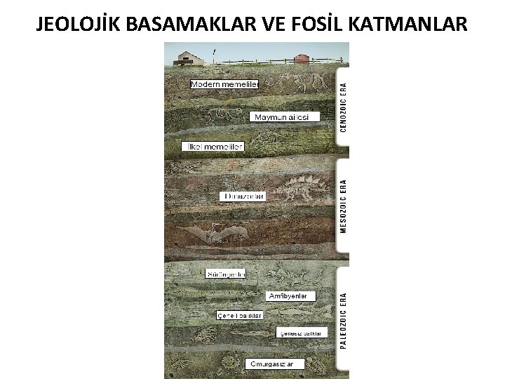 JEOLOJİK BASAMAKLAR VE FOSİL KATMANLAR 
