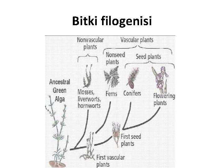 Bitki filogenisi 