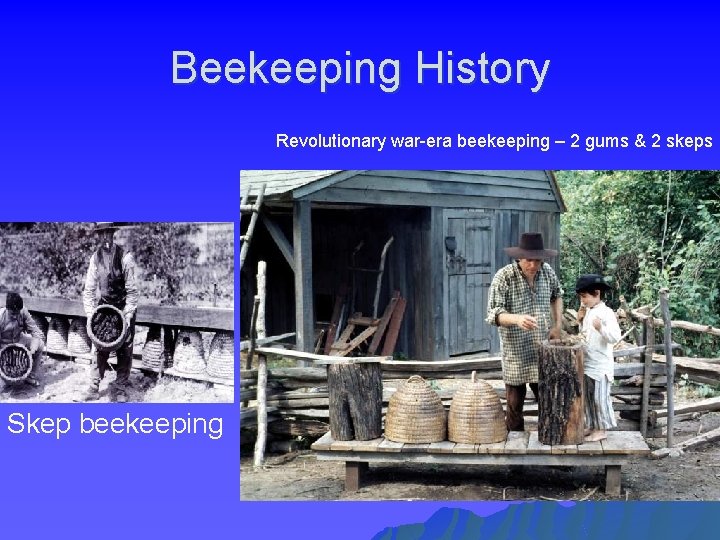 Beekeeping History Revolutionary war-era beekeeping – 2 gums & 2 skeps Skep beekeeping 