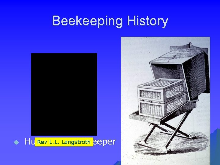 Beekeeping History u Rev L. L. as Langstroth Human Beekeeper 