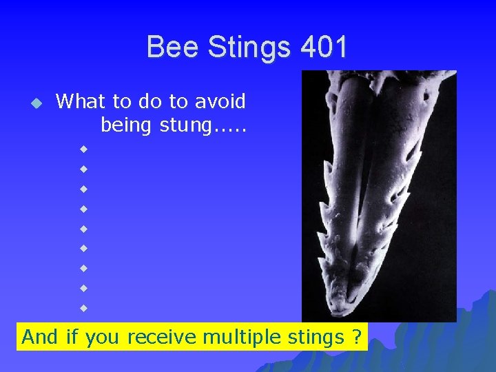 Bee Stings 401 u What to do to avoid being stung. . . u