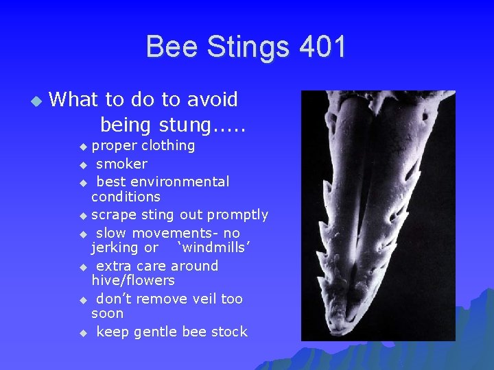 Bee Stings 401 u What to do to avoid being stung. . . u