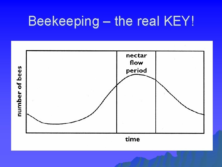 Beekeeping – the real KEY! 