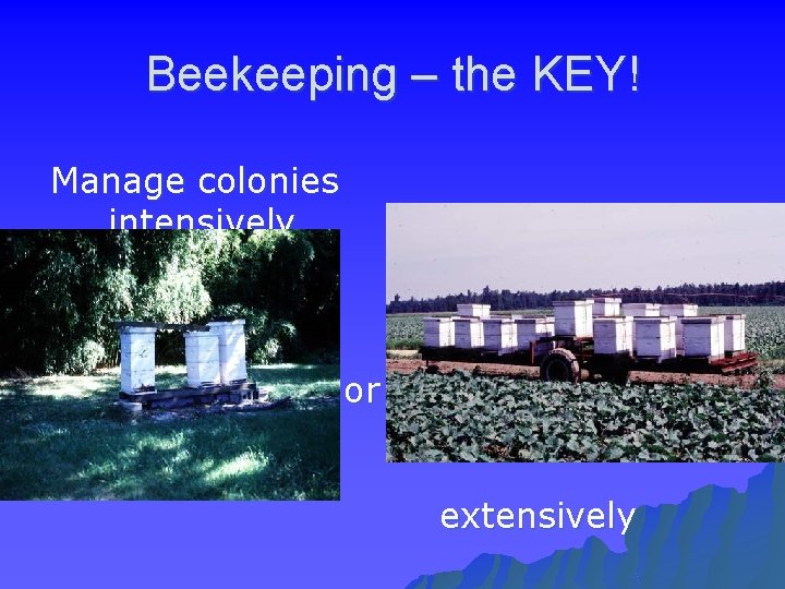 Beekeeping – the KEY! Manage colonies intensively or extensively 