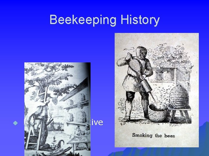 Beekeeping History u Human as Primitive Beekeeper 