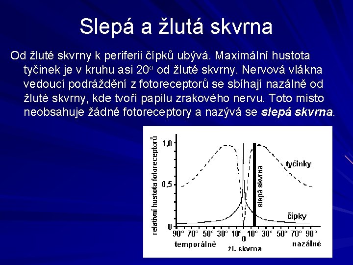Slepá a žlutá skvrna Od žluté skvrny k periferii čípků ubývá. Maximální hustota tyčinek Slepá a žlutá skvrna Od žluté skvrny k periferii čípků ubývá. Maximální hustota tyčinek