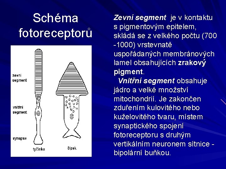 Schéma fotoreceptorů Zevní segment je v kontaktu s pigmentovým epitelem, skládá se z velkého Schéma fotoreceptorů Zevní segment je v kontaktu s pigmentovým epitelem, skládá se z velkého