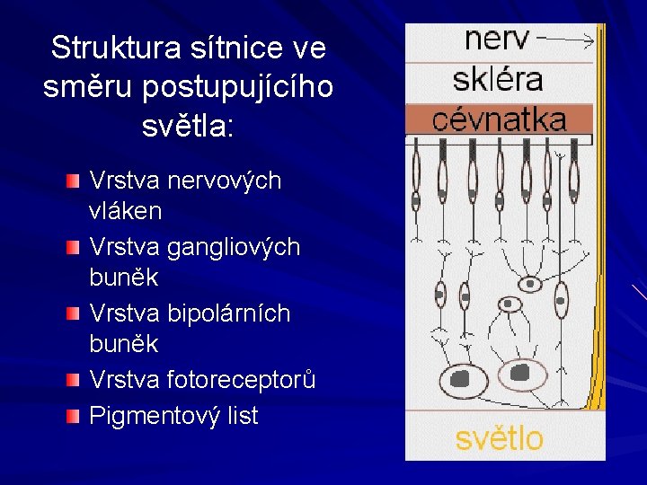 Struktura sítnice ve směru postupujícího světla: Vrstva nervových vláken Vrstva gangliových buněk Vrstva bipolárních Struktura sítnice ve směru postupujícího světla: Vrstva nervových vláken Vrstva gangliových buněk Vrstva bipolárních