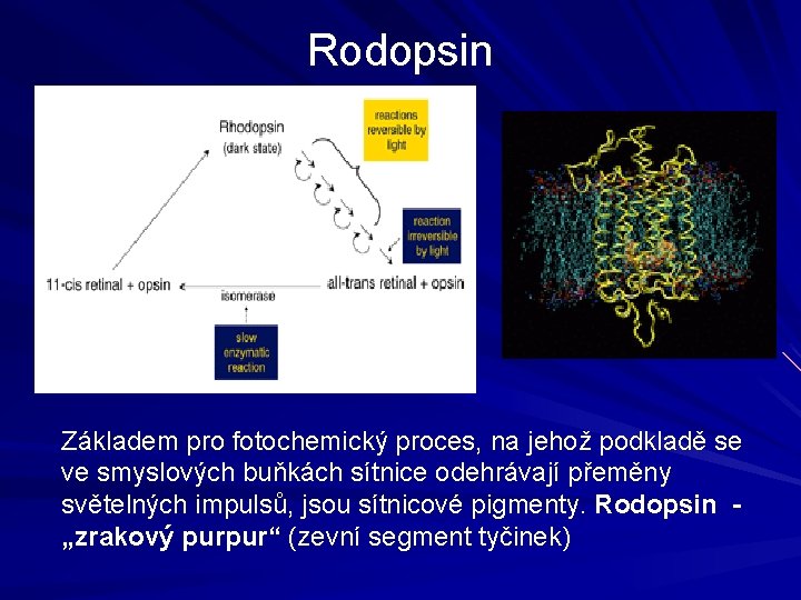 Rodopsin Základem pro fotochemický proces, na jehož podkladě se ve smyslových buňkách sítnice odehrávají Rodopsin Základem pro fotochemický proces, na jehož podkladě se ve smyslových buňkách sítnice odehrávají
