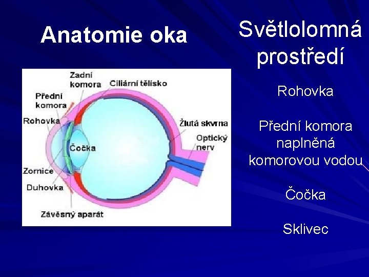 Anatomie oka Světlolomná prostředí Rohovka Přední komora naplněná komorovou vodou Čočka Sklivec Anatomie oka Světlolomná prostředí Rohovka Přední komora naplněná komorovou vodou Čočka Sklivec