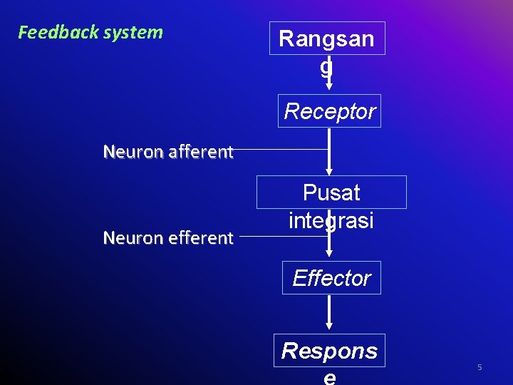 Feedback system Rangsan g Receptor Neuron afferent Neuron efferent Pusat integrasi Effector Respons 5