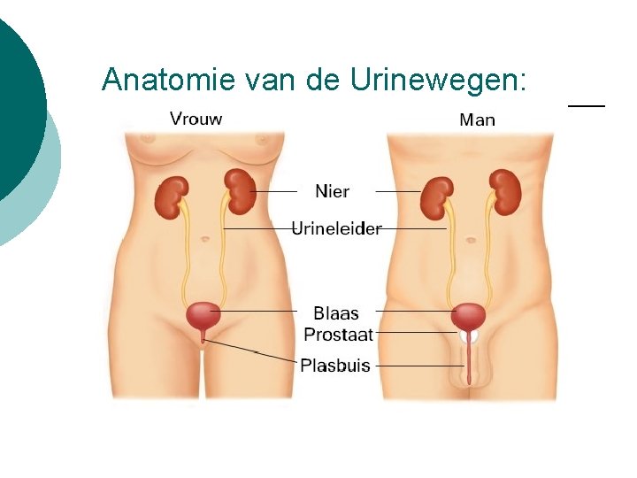Anatomie van de Urinewegen: 