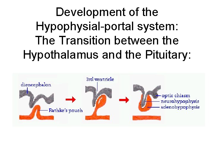 Development of the Hypophysial-portal system: The Transition between the Hypothalamus and the Pituitary: 