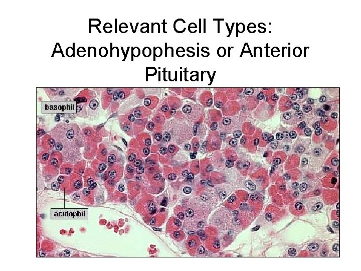 Relevant Cell Types: Adenohypophesis or Anterior Pituitary 