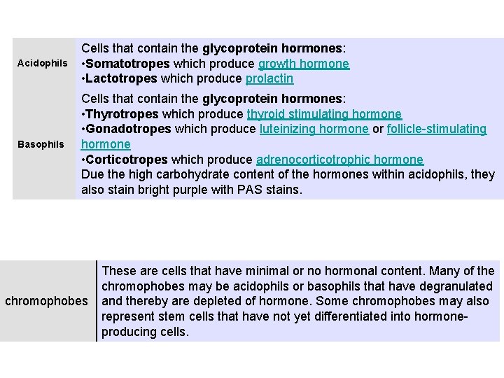 Acidophils Cells that contain the glycoprotein hormones: • Somatotropes which produce growth hormone •
