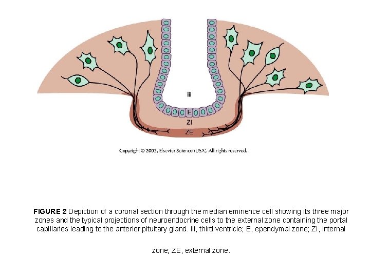 FIGURE 2 Depiction of a coronal section through the median eminence cell showing its