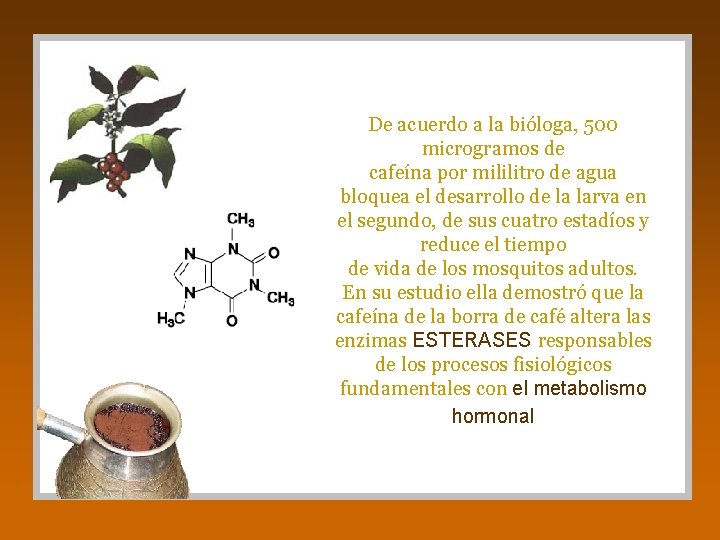 De acuerdo a la bióloga, 500 microgramos de cafeína por mililitro de agua bloquea