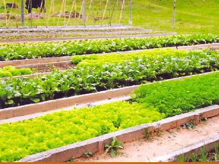 La solución con cafeína puede ser hecha con 2 cucharadas soperas de borra de