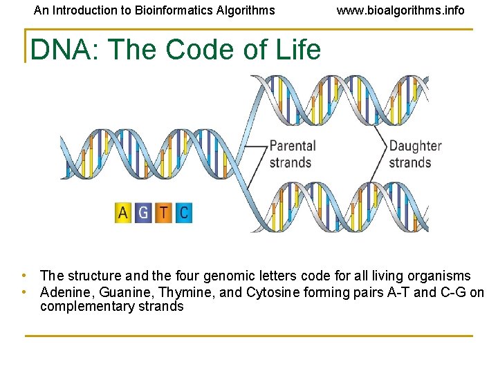 An Introduction to Bioinformatics Algorithms www. bioalgorithms. info DNA: The Code of Life •