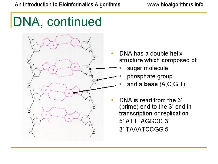 An Introduction to Bioinformatics Algorithms www. bioalgorithms. info DNA, continued • DNA has a